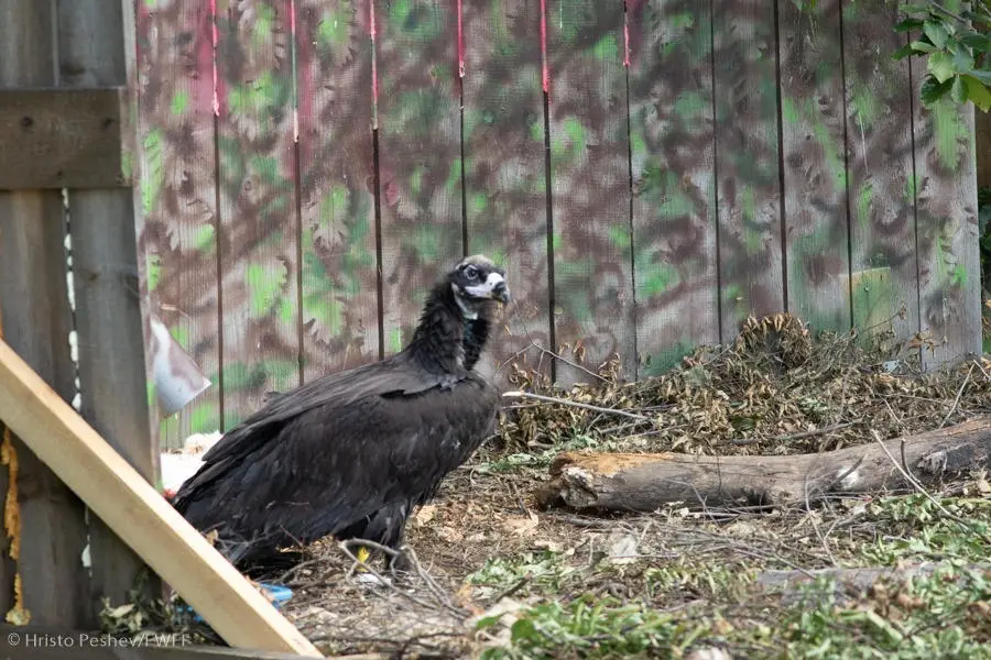 Cinereous-Vultures.webp