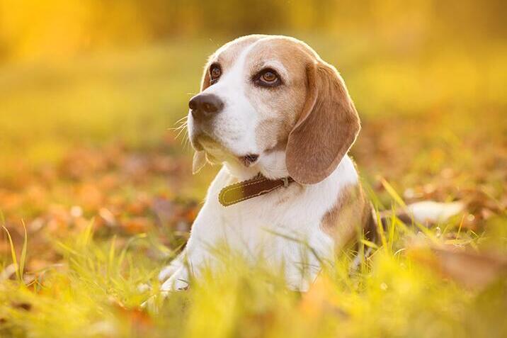 Beagle from Storyblocks.jpg
