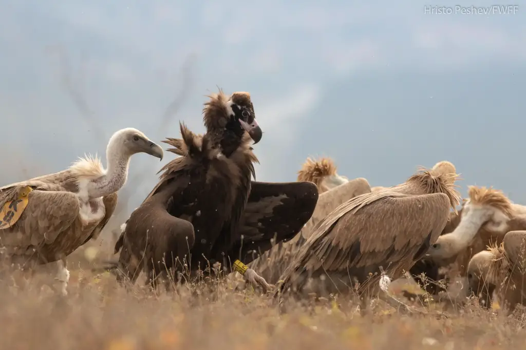 Cinereous-and-Griffon-Vultures.webp