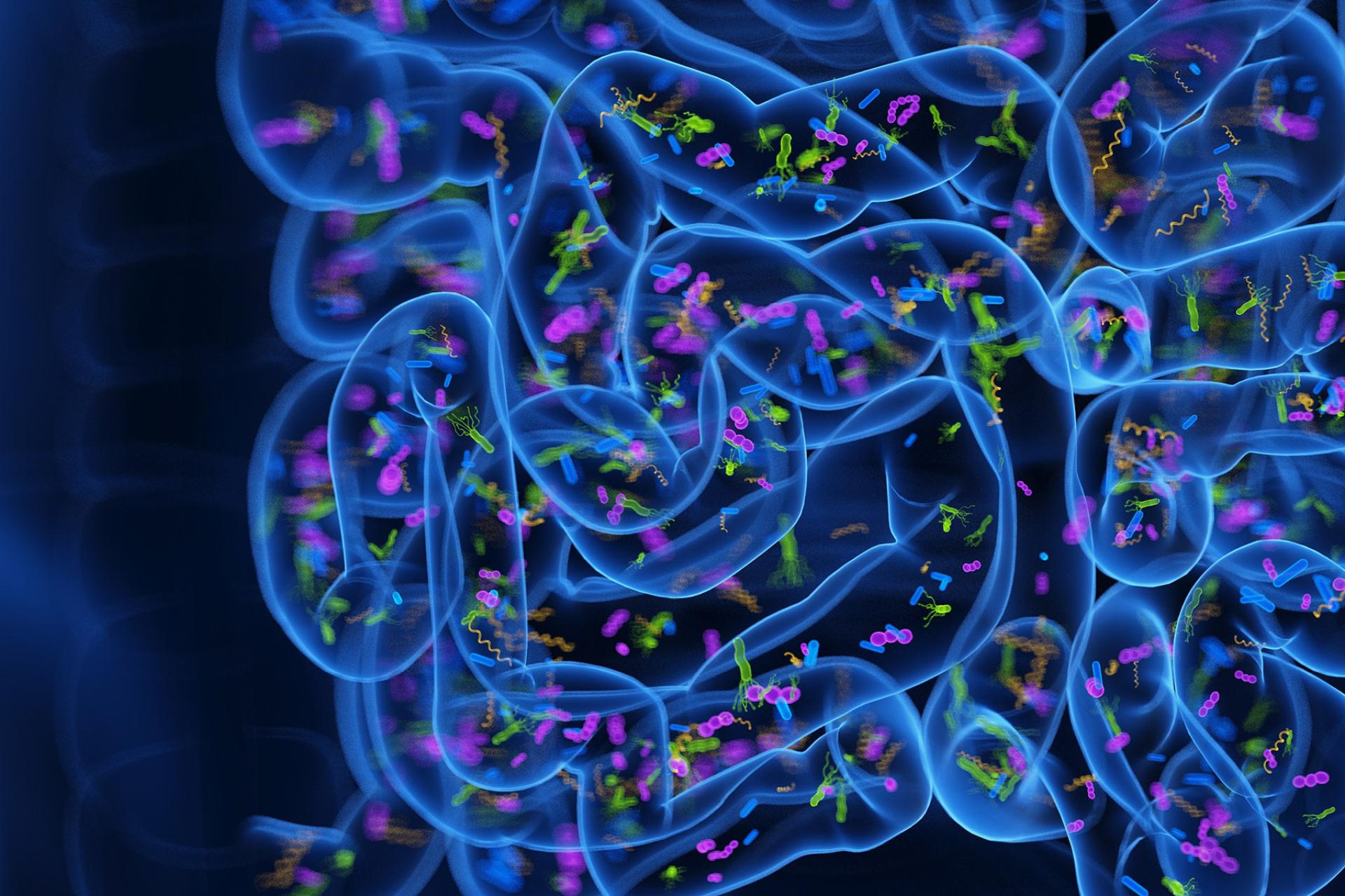 Gut_microbiome_AMR_hero.jpg
