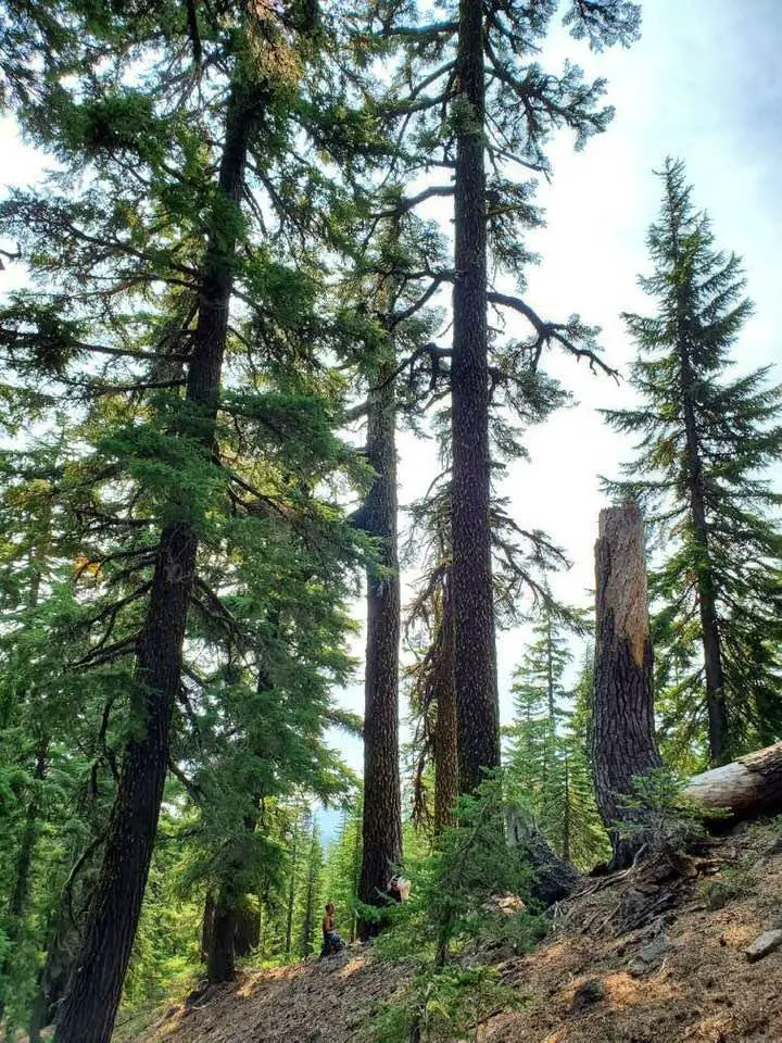 A-Douglas-Fir-in-the-Tahoma-Creek-Vicinity-of-Washingtons-Mt.-Rainier-National-Park.webp