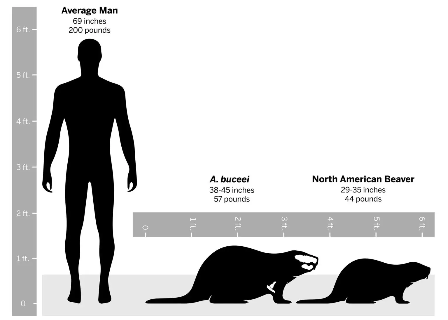 Anchitheriomys-buceei-Size-Comparison-1536x1099.webp