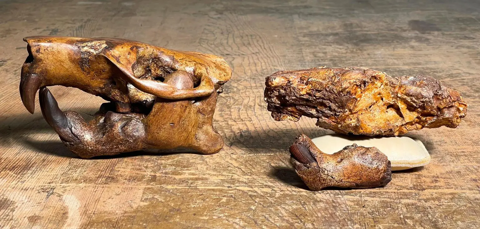 Beaver-Fossil-and-Skull-Reconstruction-1536x735.webp