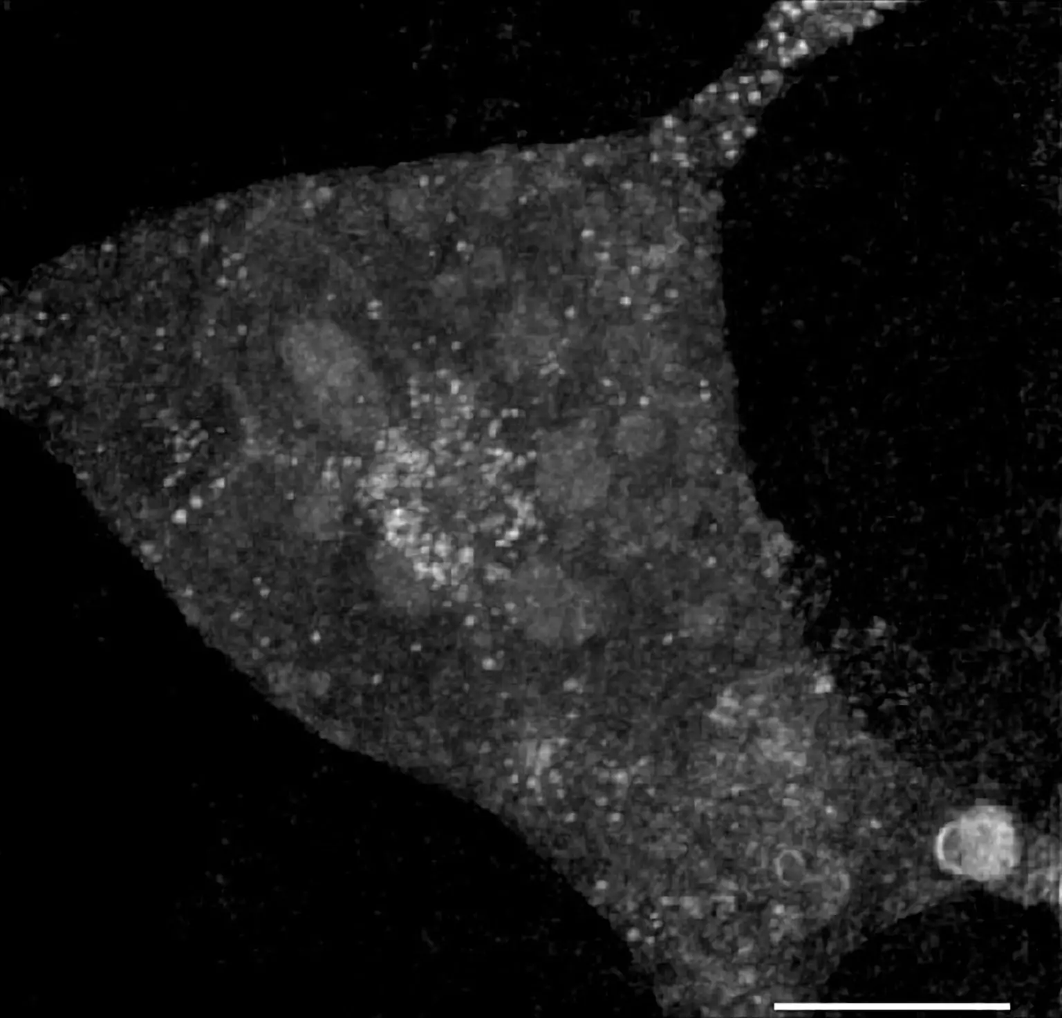 Human-Cells-Help-Researchers-Understand-Squid-Camouflage-1536x1473.webp