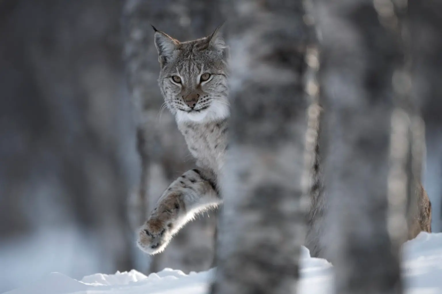 Female-European-Lynx-1536x1022.webp