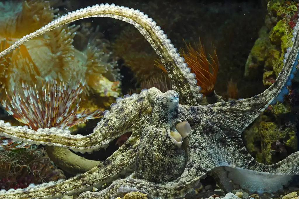 Squid-Camouflage.webp