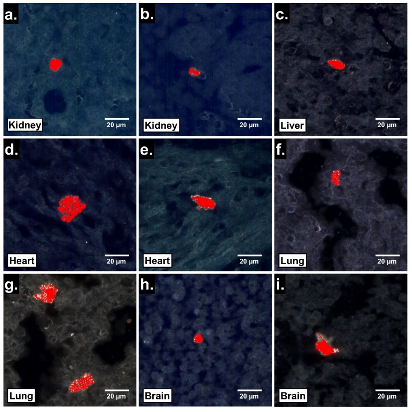 nanomaterials-13-00720-g004.png