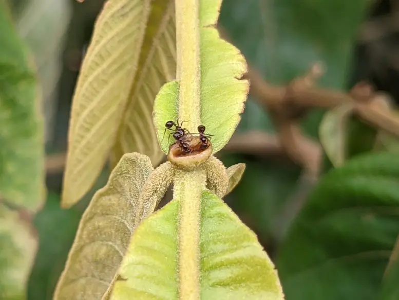 Ants-Feeding-777x583.webp