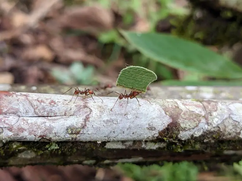 Leaf-Cutter-Ants-777x583.webp