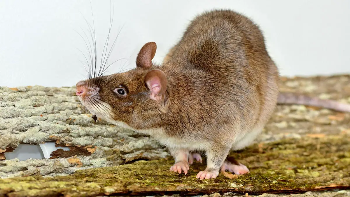 Giant-African-Pouched-Rat.webp
