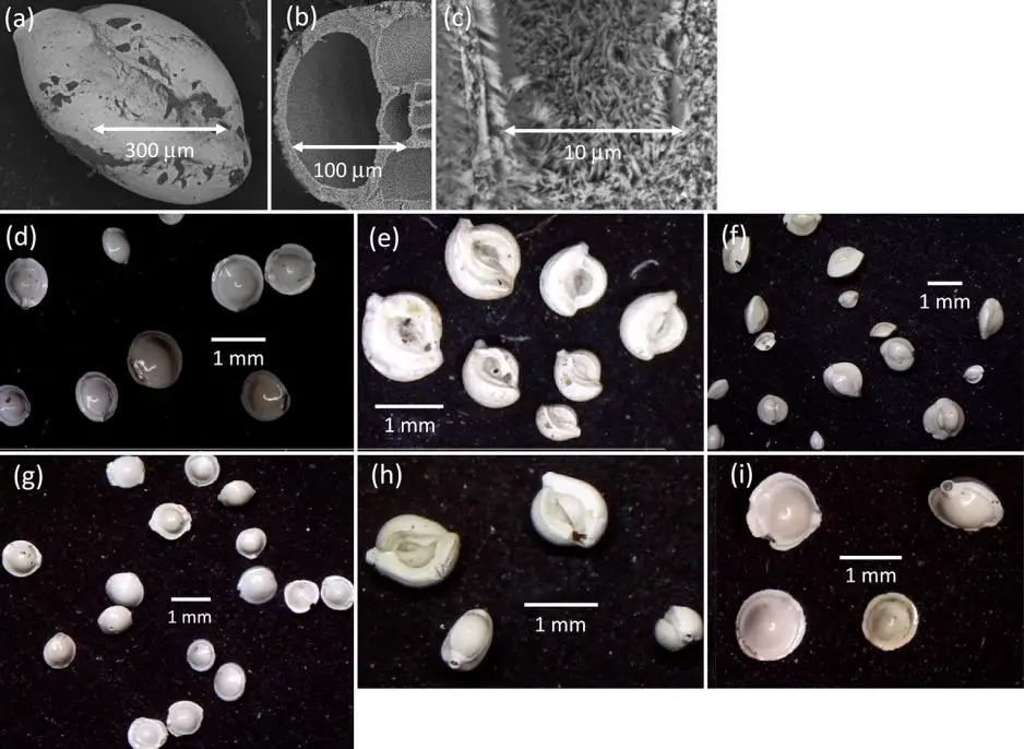 Miliolida-foraminifera.webp