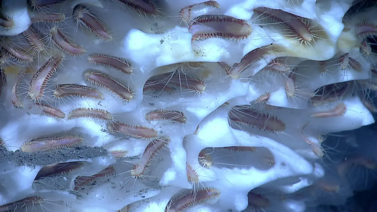 Ice-Worms-Inhabiting-Methane-Hydrate.webp