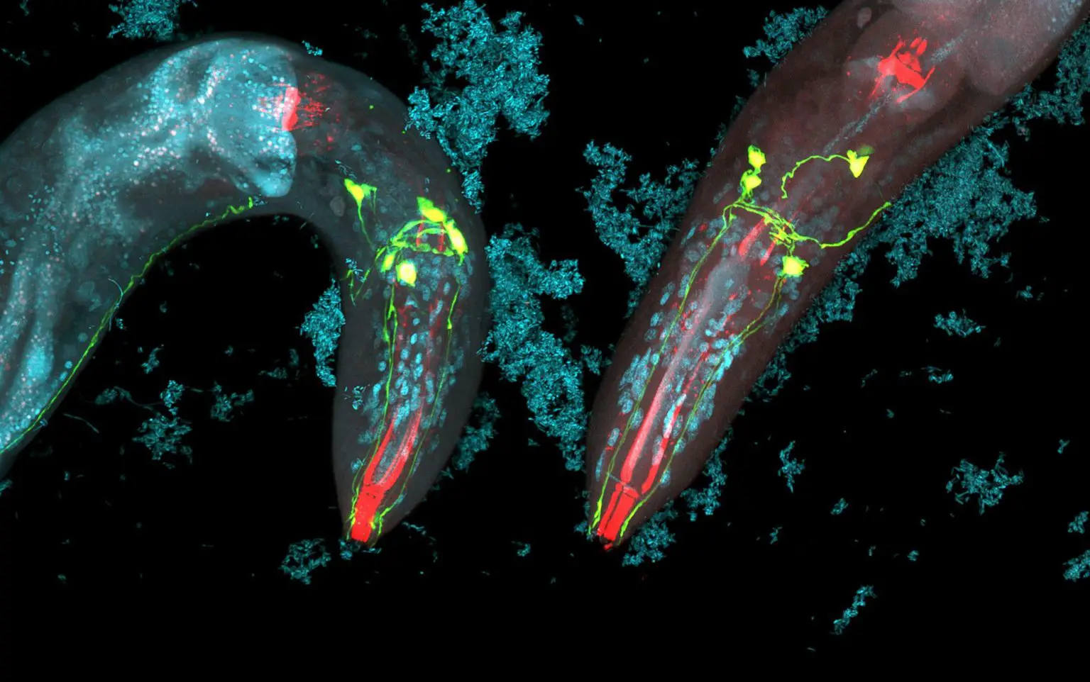 Caenorhabditis-elegans-1536x962.webp