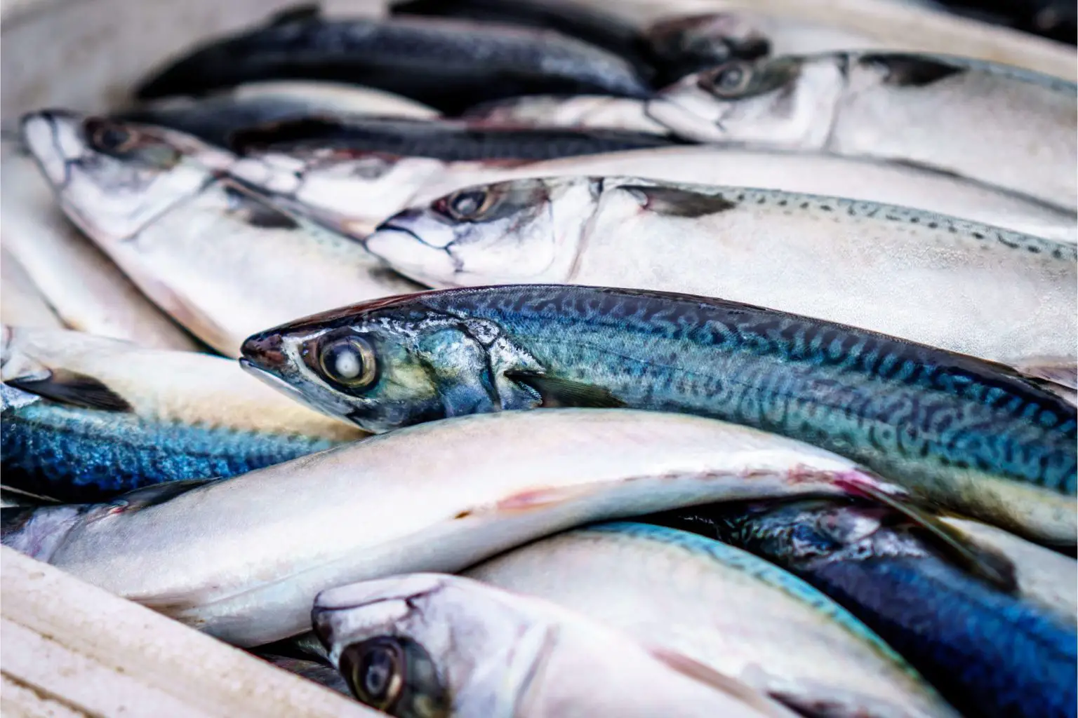 Blue-Fish-Seafood-1536x1024.webp