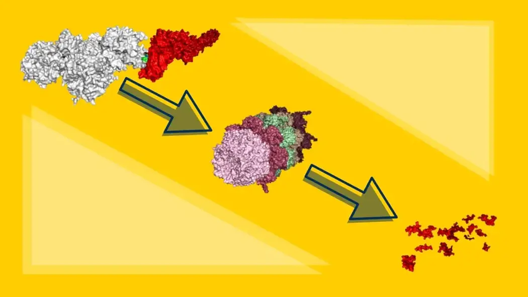Protein-Degrader-Attacking-STAT5.webp