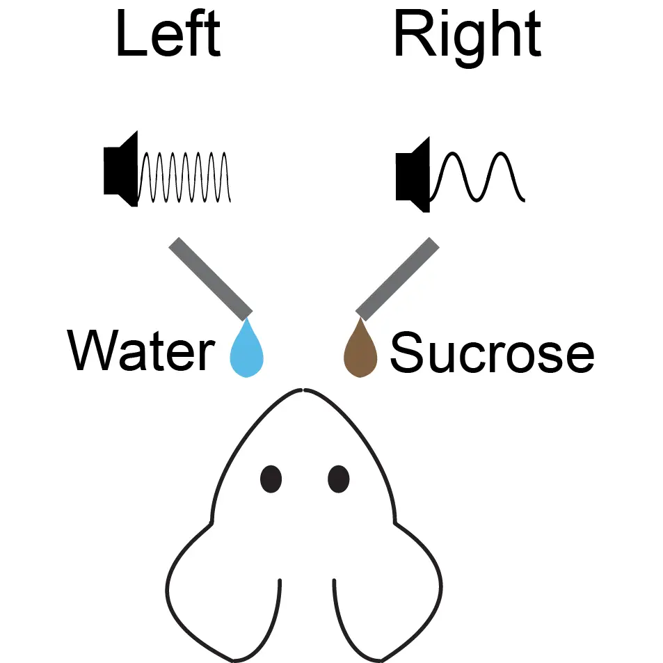 Associating-Specific-Sounds-With-Certain-Rewards.webp