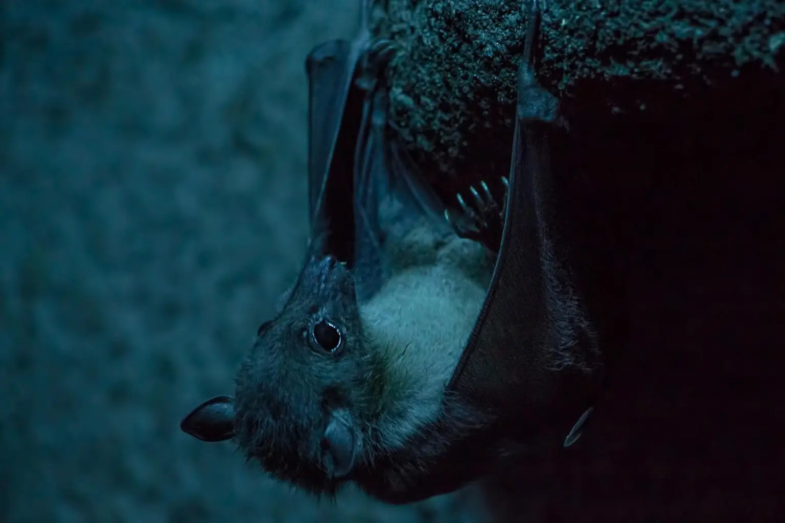 Egyptian-Fruit-Bat-Rousettus-aegyptiacus-1536x1024.webp