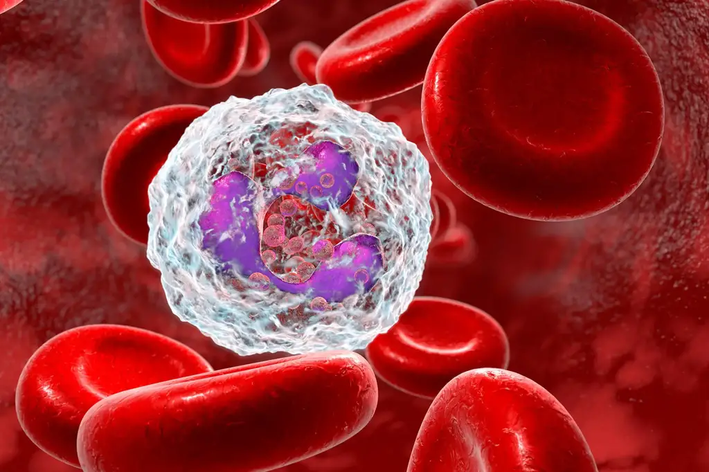 Neutrophil-White-Blood-Cell-Illustration.webp