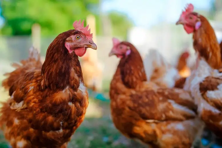 Chickens-Poultry-Farm-777x518.webp