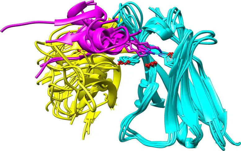 Antibodies-Lysine-Specific-GRAB-Motif-777x489.webp