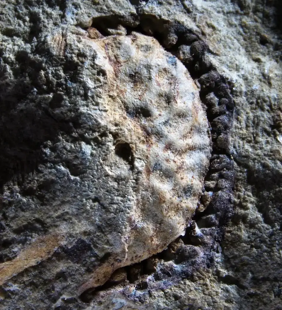Cretaceous-Fruit.webp
