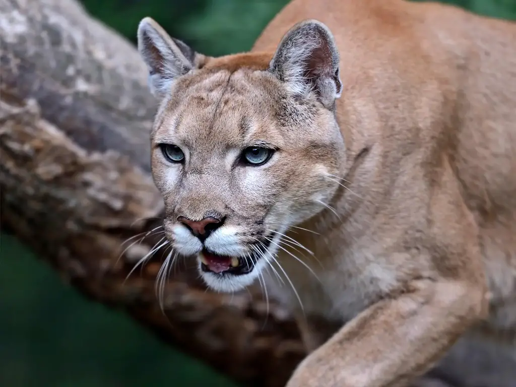 Puma-Cougar-Mountain-Lion.webp