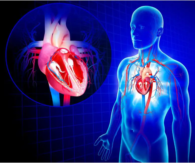 Human-Heart-Anatomy-2-777x651.webp