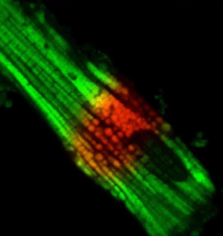 Mitochondria-Heart-Cell-777x821.webp