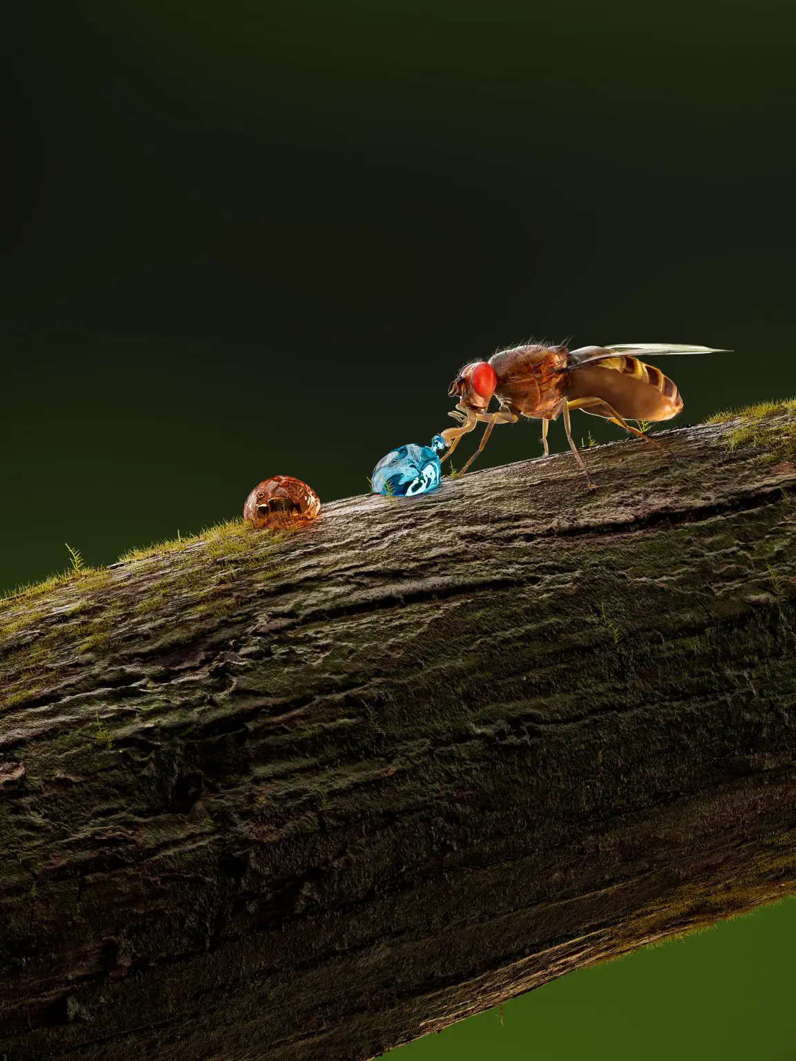 Fruitfly-and-Alkaline-Taste-1152x1536.webp