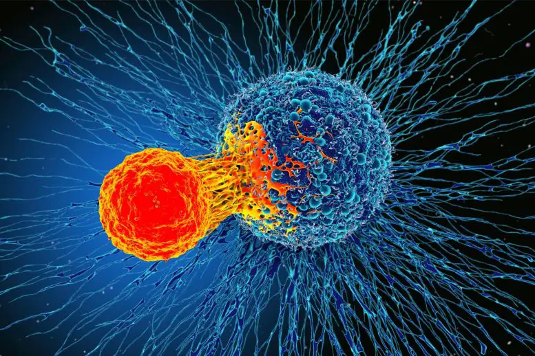 Cancer-Cell-Immune-Cell-Illustration-777x518.webp