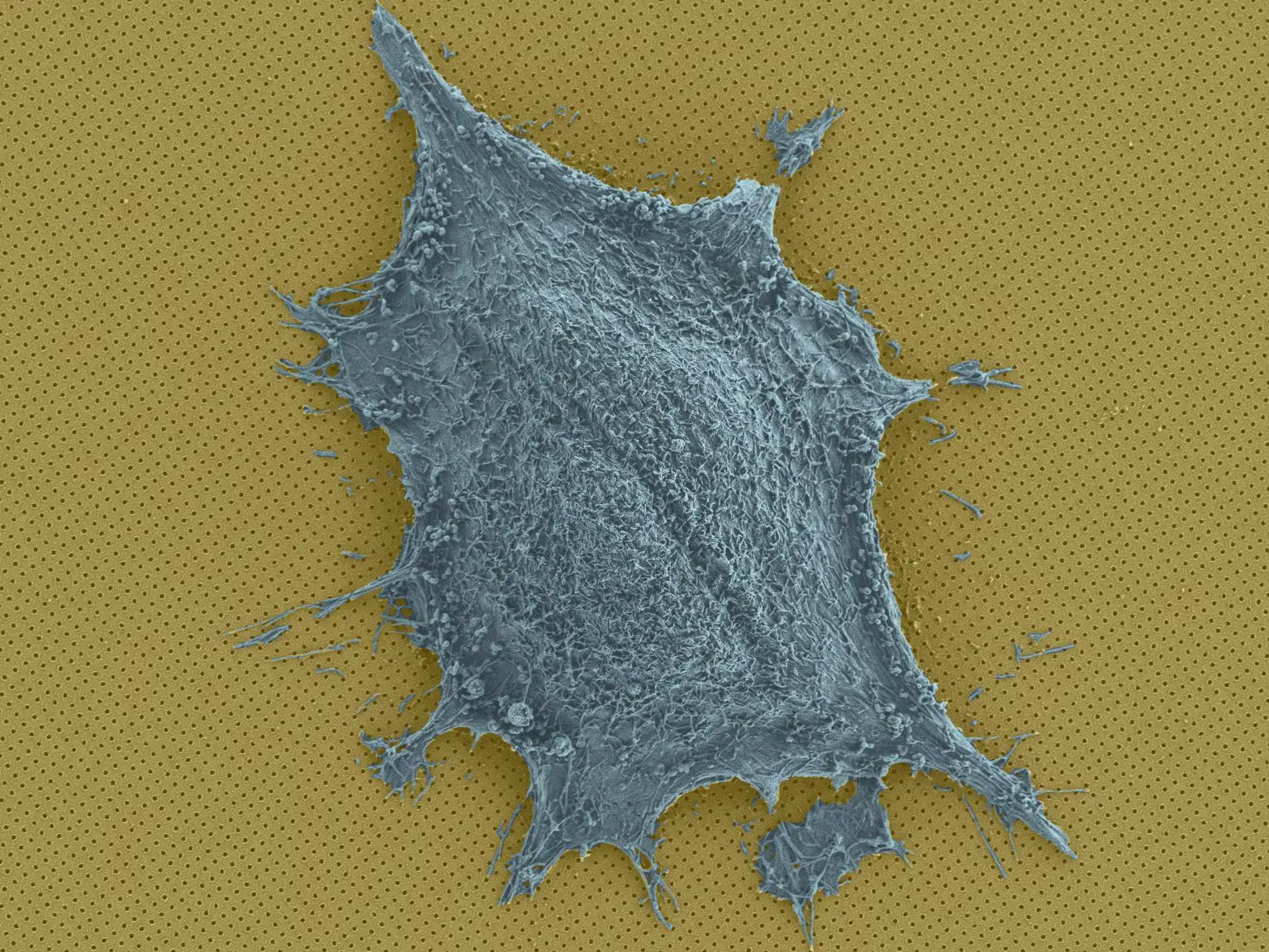 Single-Cell-on-a-Chip-1536x1152.webp