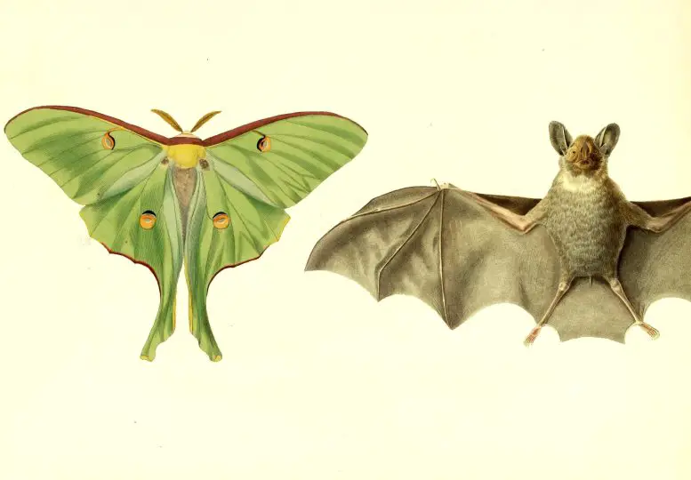Luna-Moths-Use-Tails-for-Bat-Evasion-777x540.webp