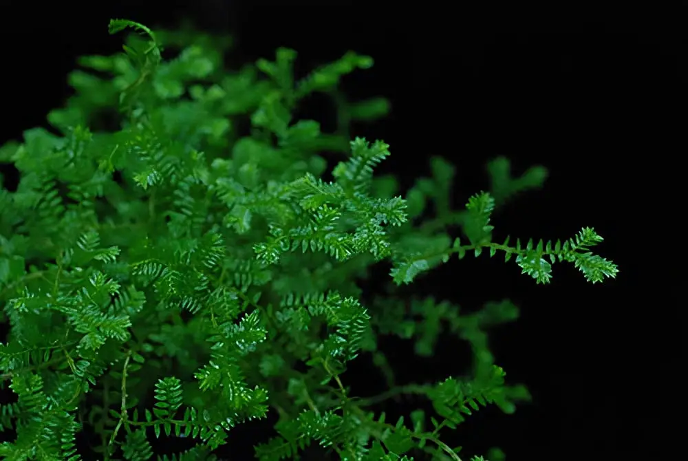 Selaginella.webp