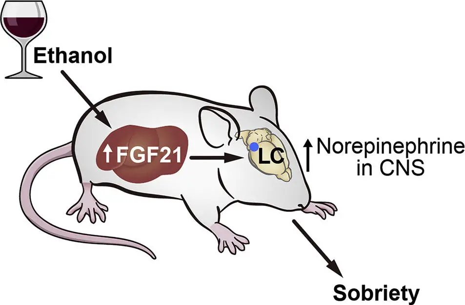 FGF21-Counteracts-Alcohol-Intoxication-by-Activating-the-Noradrenergic-Nervous-System.webp