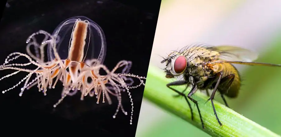 Jellyfish-and-Fruit-Flies-Shed-Light-on-the-Origin-of-Hunger-Regulation.webp