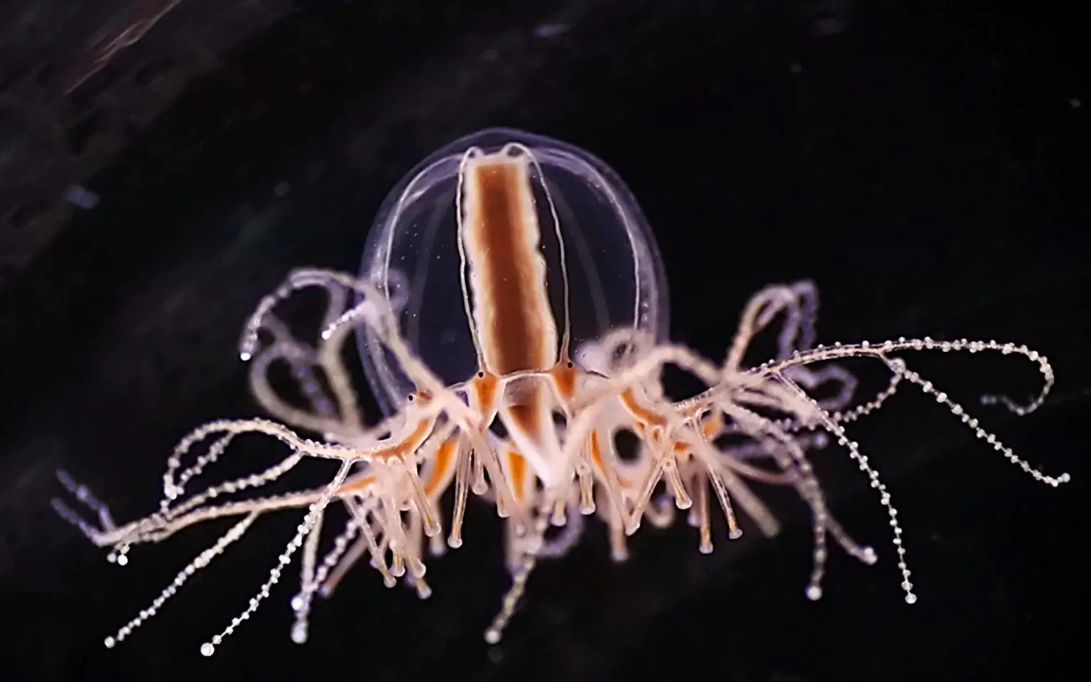 Jellyfish-Cladonema-pacificum-1536x961.webp