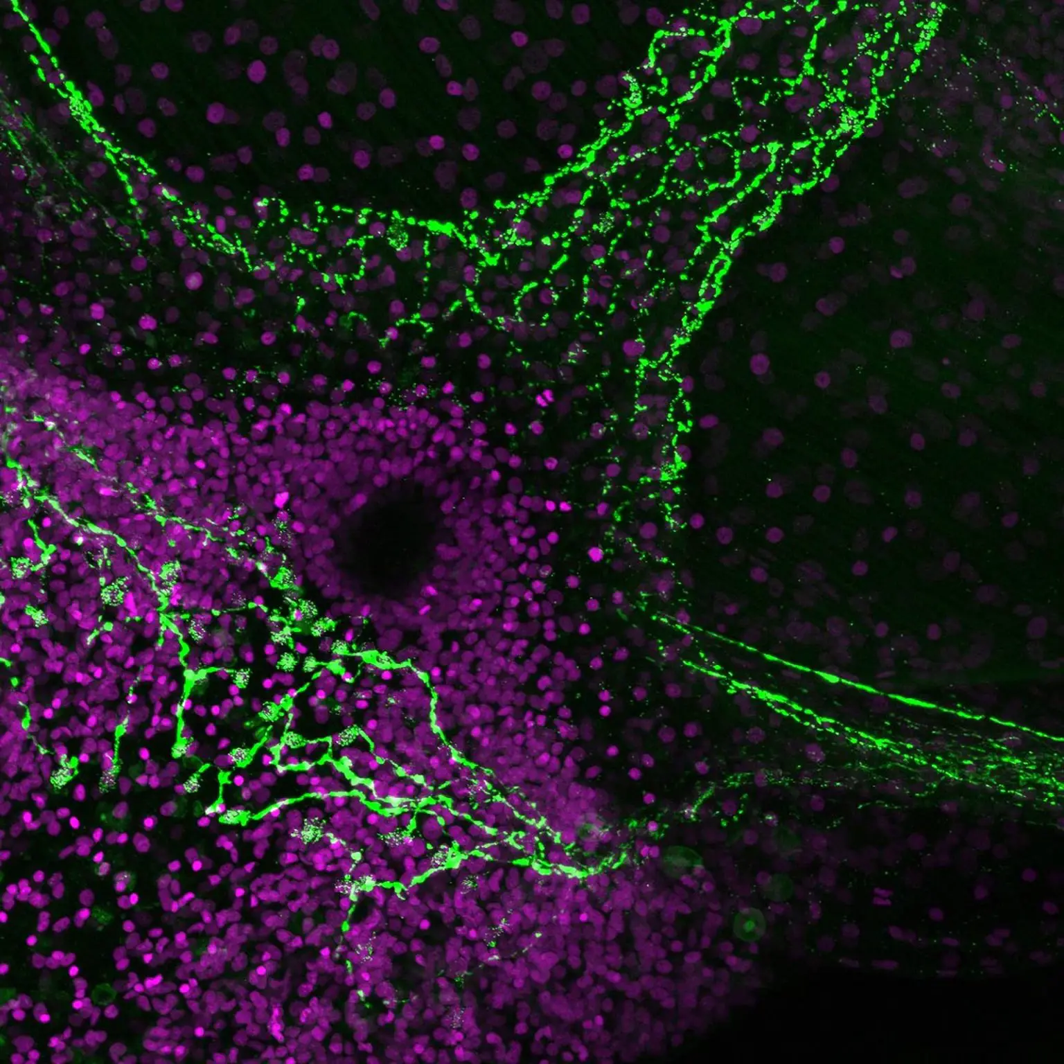 GLWamide-Neurons-1536x1536.webp