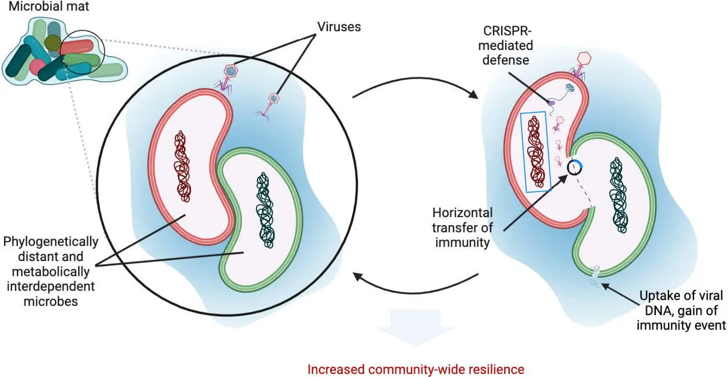 Horizontal-Gene-Transfer-Model.webp