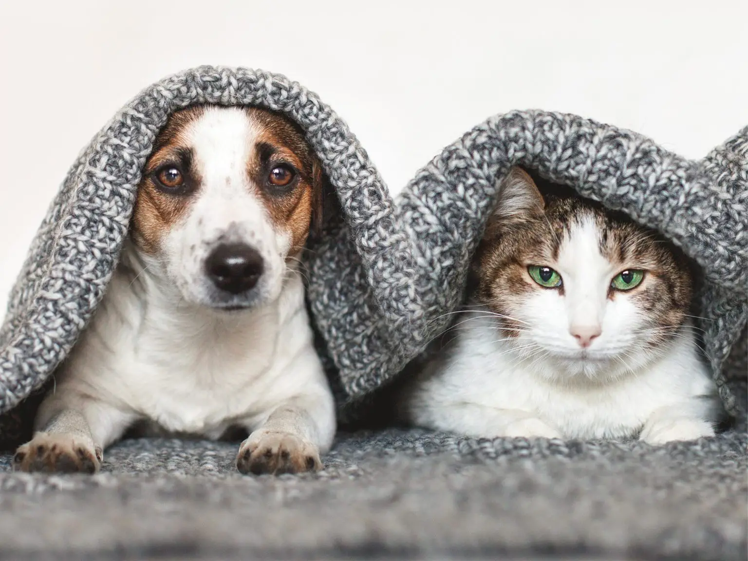 Dog-and-Cat-Pets-Under-Blanket-1536x1152.webp