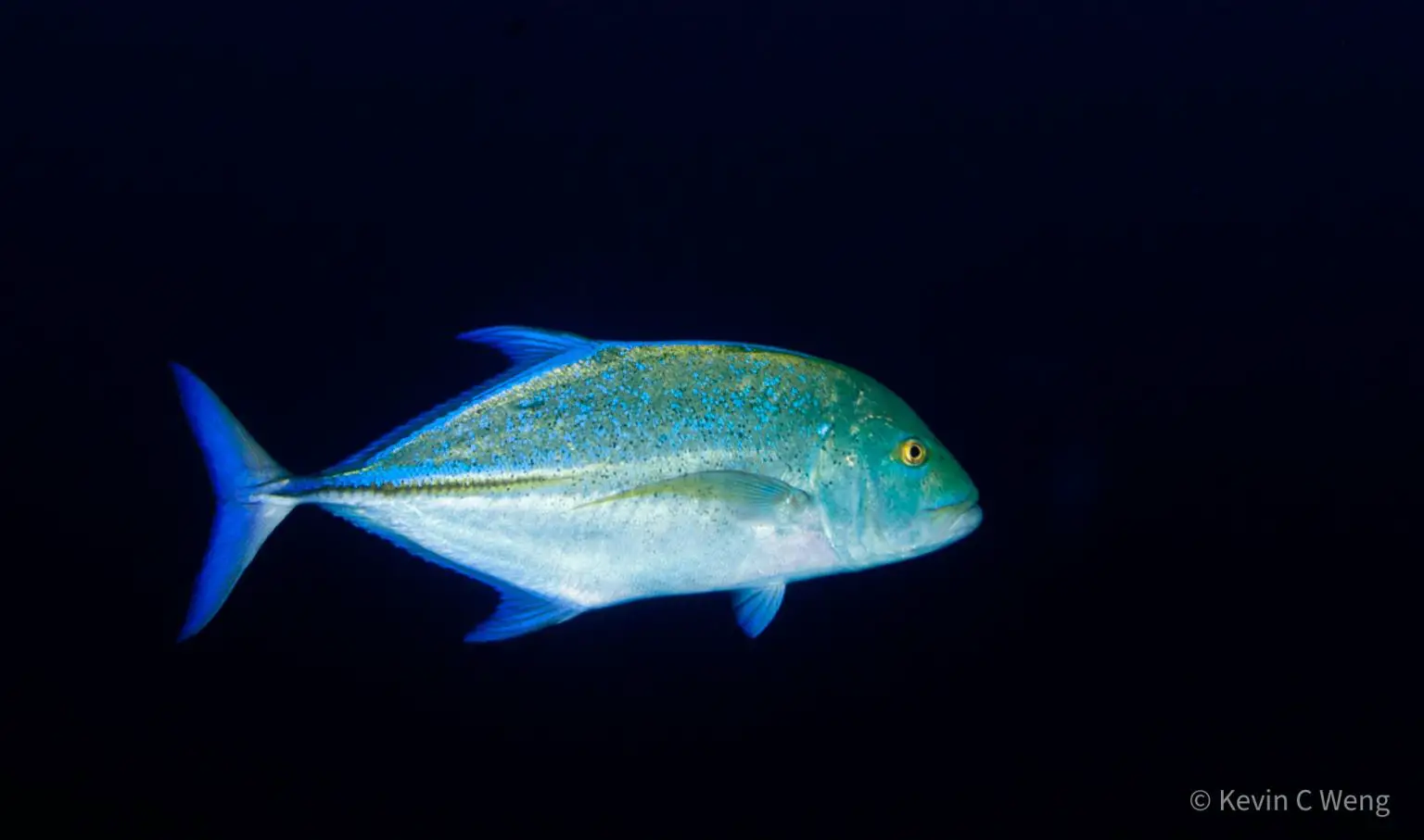Bluefin-Trevally-1536x907.webp