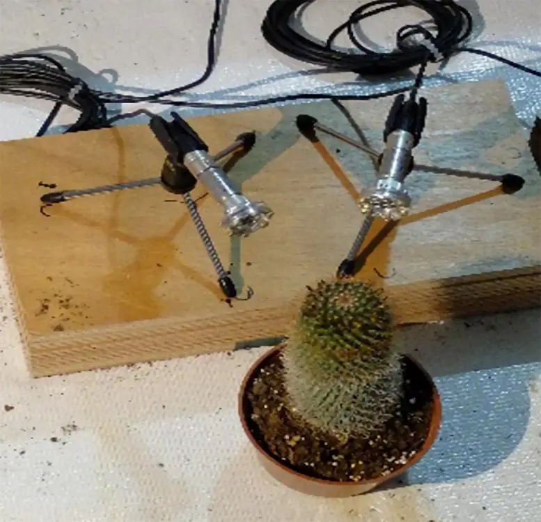 Cactus-Being-Recorded-777x749.webp