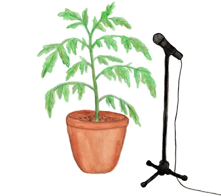 Dehydrated-Tomato-Plant-Being-Recorded-777x687.webp