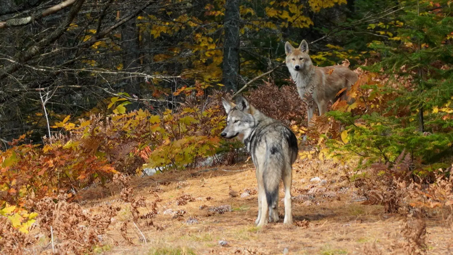 Eastern-Wolves-From-Algonquin-Provincial-Park-1536x864.webp