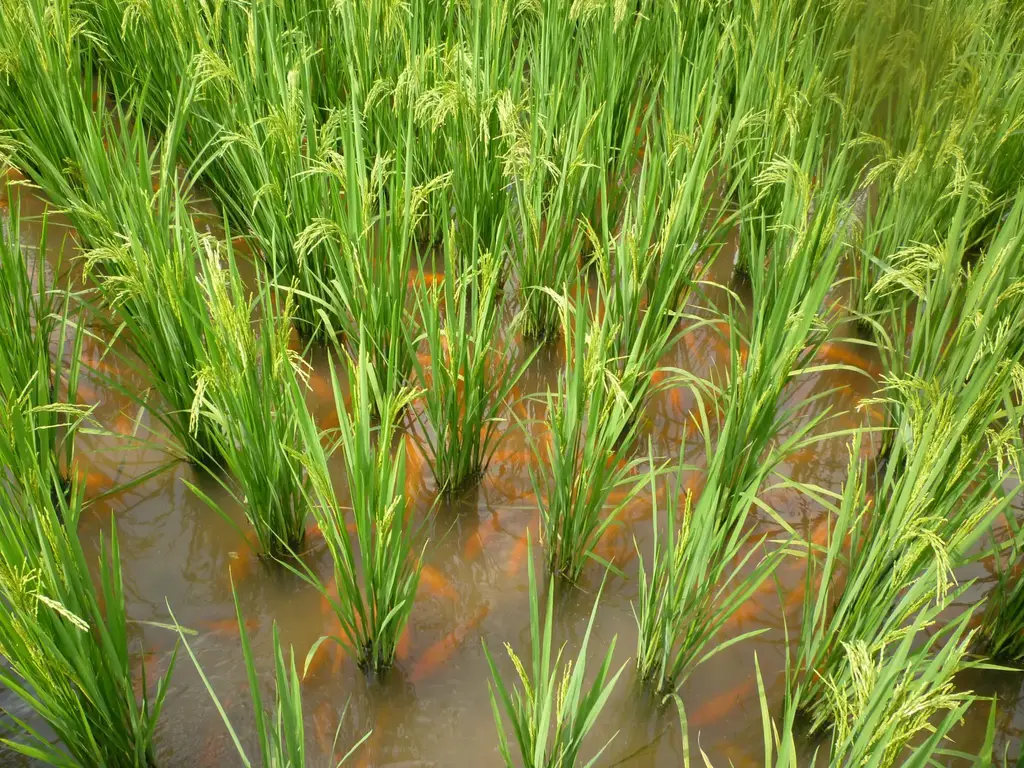 Rice-Fish-Co-Culture-Farm-2048x1536.webp