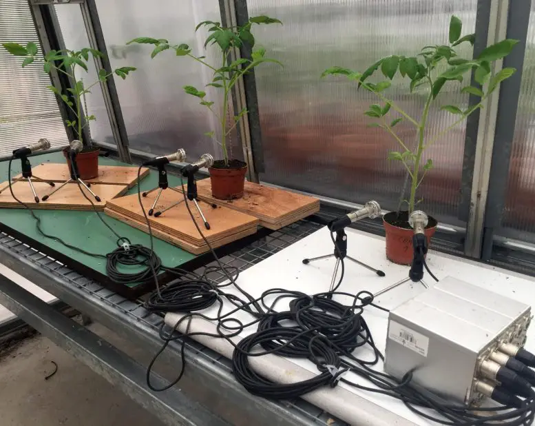 Tomato-Plants-Being-Recorded-in-Greenhouse-777x618.webp