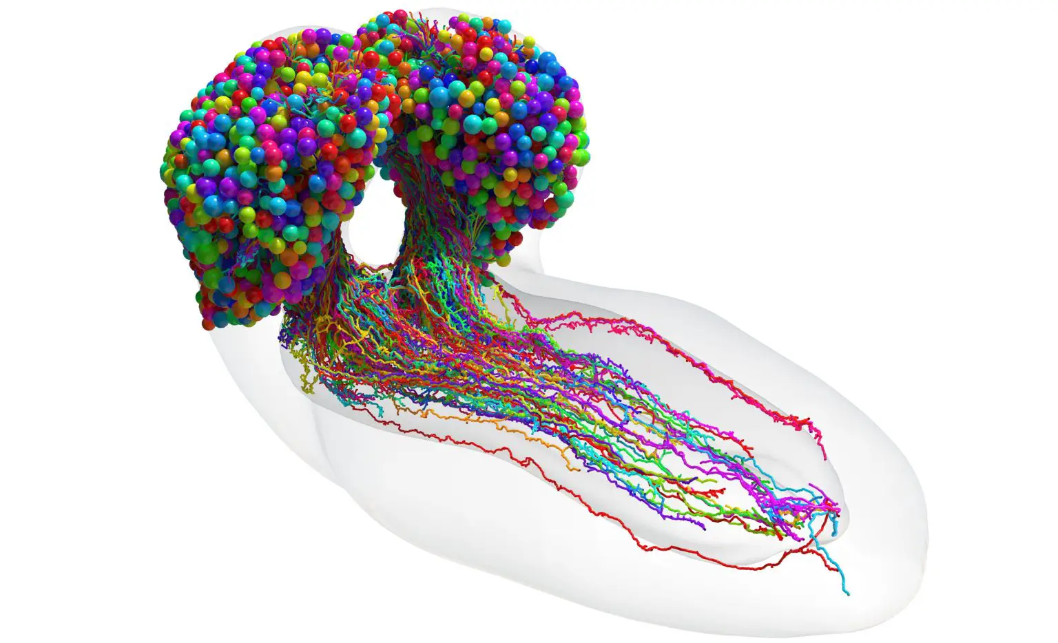 Complete-Brain-Map-of-Fruit-Fly-Larva-1536x934.webp