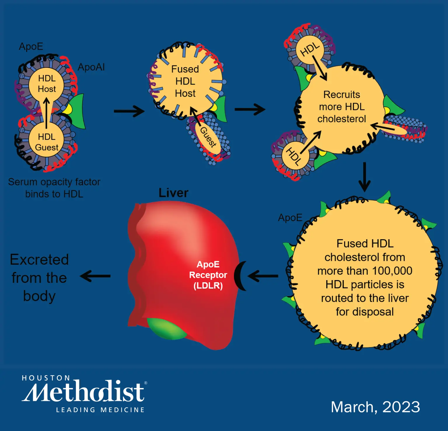 Cholestrol-Reversing-Infertility-1536x1477.webp