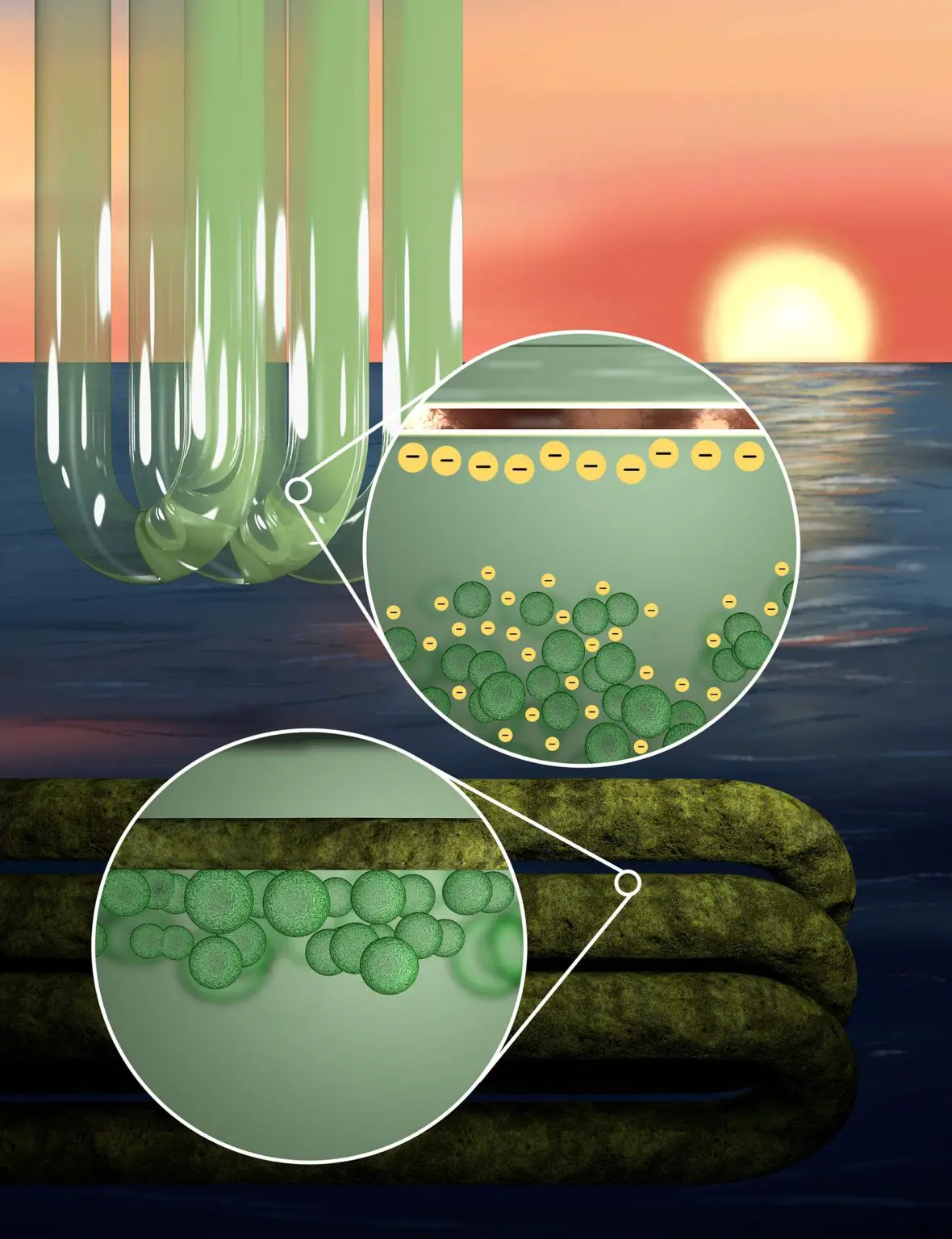Algae-Cells-Electrostatic-Repulsion-1180x1536.webp