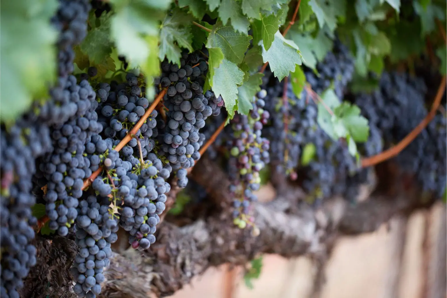 Grapevine-1536x1024.webp