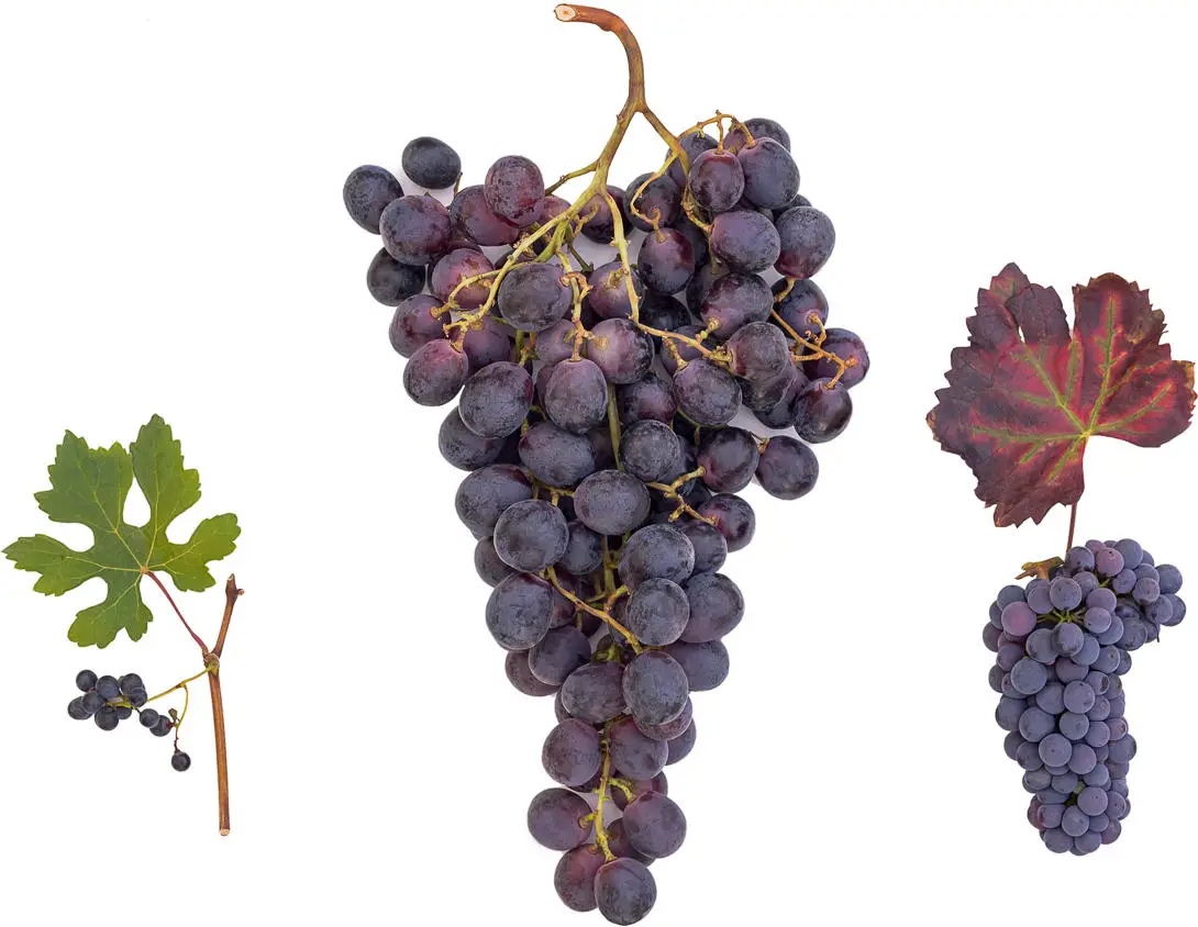 Grapes-Grapevine.webp